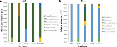 Characterization and selection of endophytic actinobacteria for growth and disease management of Tea (Camellia sinensis L.)